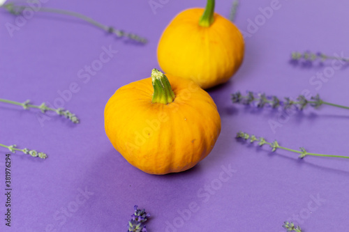 fresh yellow pumpkins and violen lavender flowers pattern on puple background