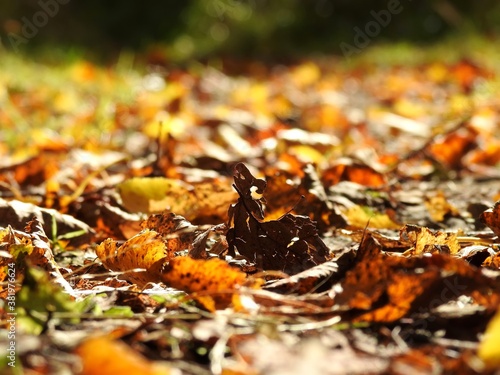 Beautiful landscape of autumn leaves in nature close up