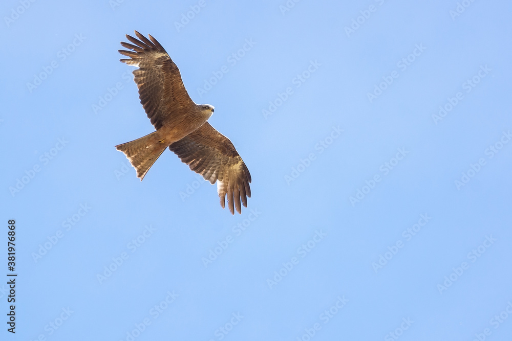 Fototapeta premium Black kite (Milvus migrans)..
