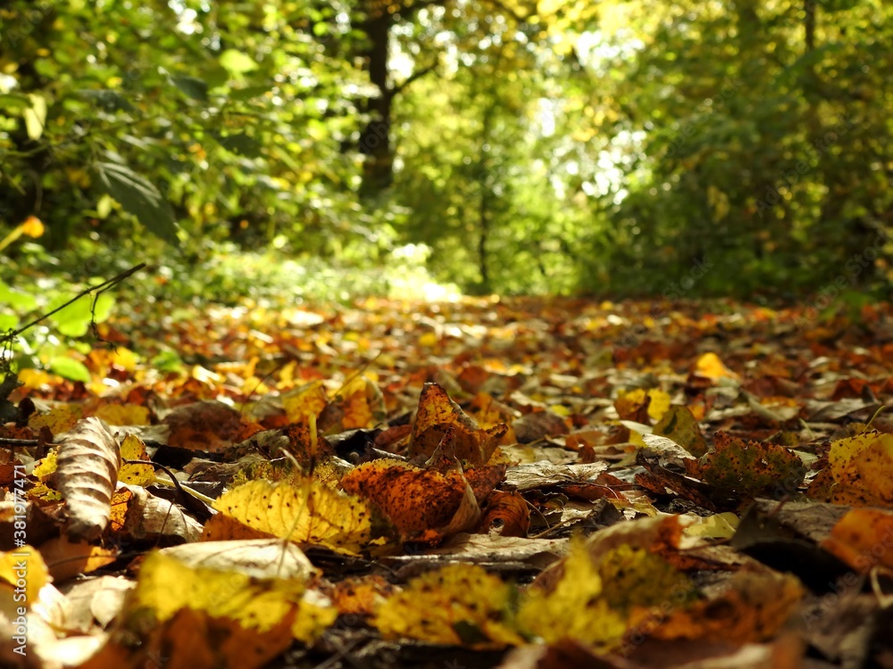 Beautiful landscape of autumn leaves in nature close up Beautiful landscape of autumn leaves in nature close up