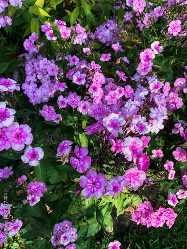 Purple flowers in the green