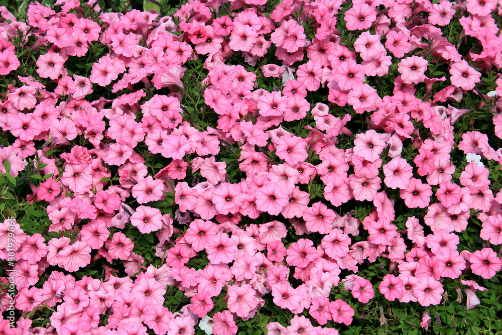 riot of bright autumn flowers riot of bright autumn flowers