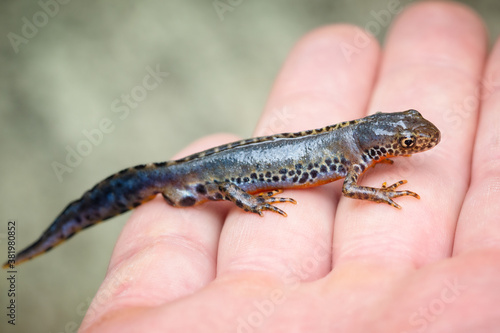 Close-up shot of common newt standing on a human hand