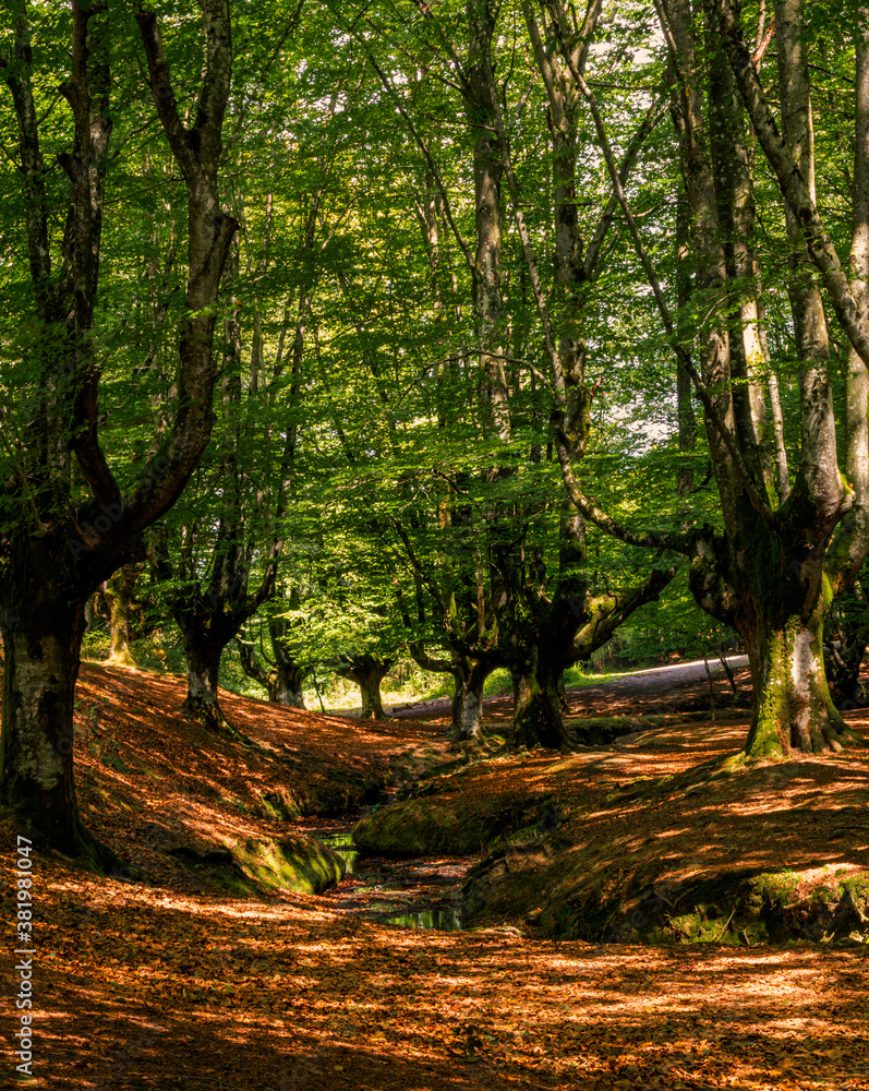 Obraz premium Fairytale forest by day, trees with moss and dry leaves on the ground