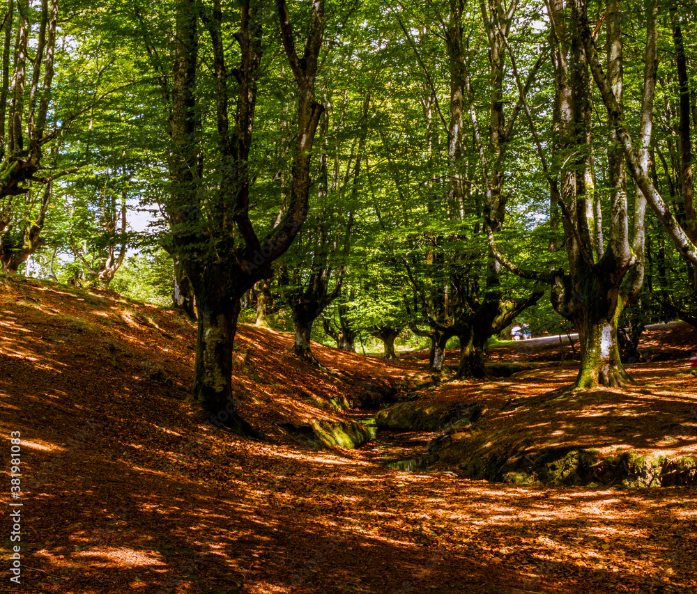 Fairytale forest by day, trees with moss and dry leaves on the ground Fairytale forest by day, trees with moss and dry leaves on the ground