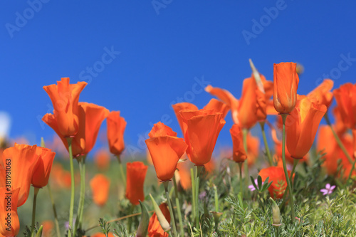 Poppy Background in Full Sun With Depth of Field