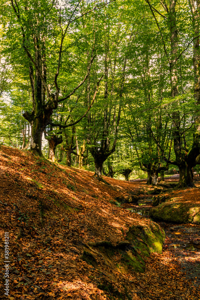 Fairytale forest by day, trees with moss and dry leaves on the ground