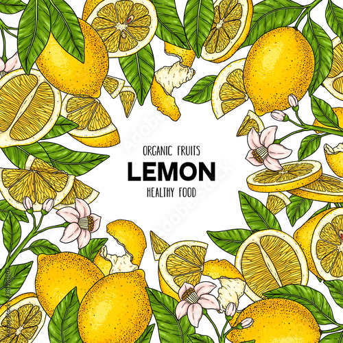 Vector hand drawn frame with whole lemon, slices pieces, half, flower leaves.