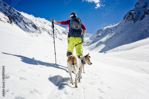 Female mountaineer ski touring only with her dog on a sunny day
