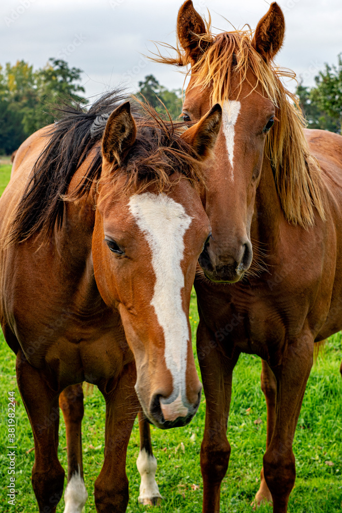 Obraz premium Horses in a Cotswold field