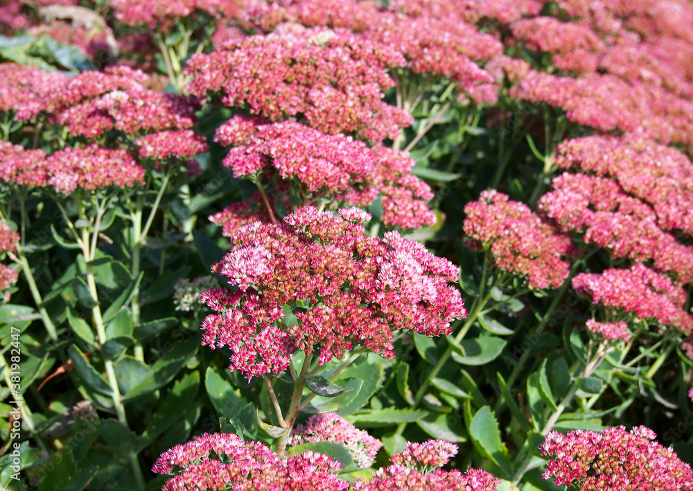 Decorative flowering plant stonecrop in garden Decorative flowering plant stonecrop in garden