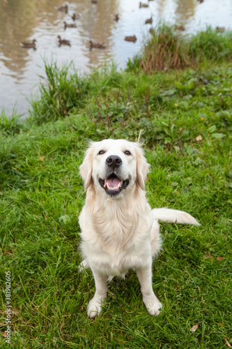 Close up. Portrait of a golden retriever looking up into the camera and then - standing on its back feet. Green grass in the background. Top view