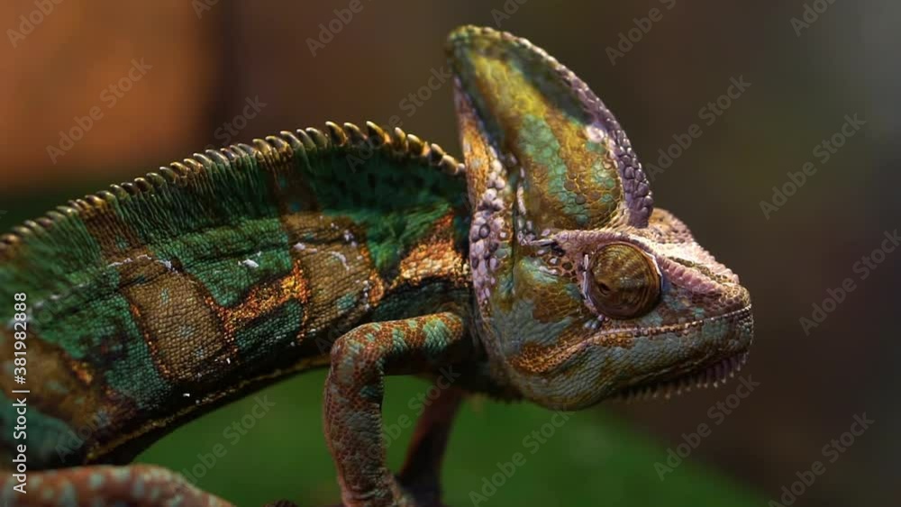Close-up of a chameleon sitting on a branch in a terrarium. Close-up of a chameleon sitting on a branch in a terrarium.