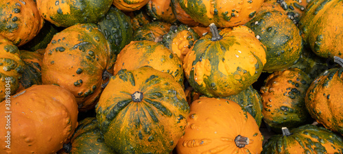 Autumn vegetables food thanksgiving background banner - Top view lots of colorful orange green crookneck pumpkin squash ( cucurbita ),  edible pumpkins photo