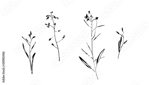 Hand drawn wild plants collection. Outline flower with leaves painted by ink. Black isolated sketch vector on white background
