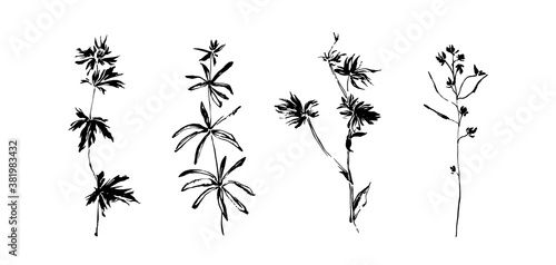 Hand drawn wild plants set. Outline flower with leaves painted by ink. Black isolated sketch vector on white background