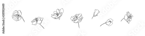 Hand drawn anemone flower set. Outline floral collection painted by ink. Black isolated sketch vector on white background