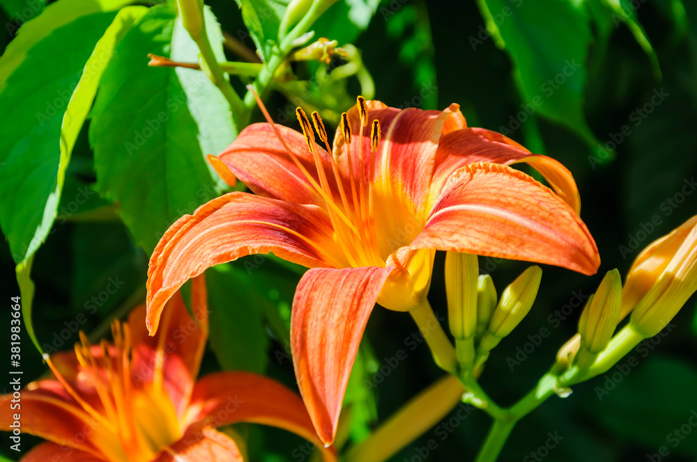 Obraz premium Orange Madonna Lily (Lilium candidum) blooms.