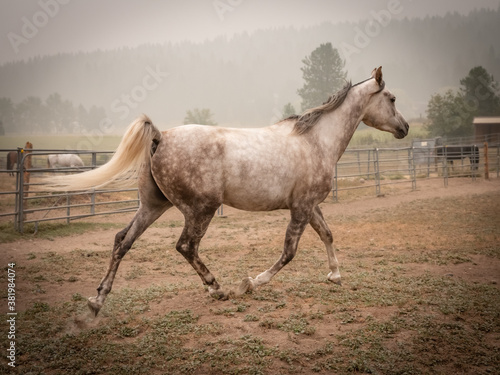 Arabian horse