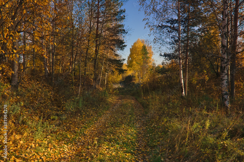 Obraz premium Autumn landscape dirt road in the field against the background of a forest with yellow foliage, blue sky and white clouds.