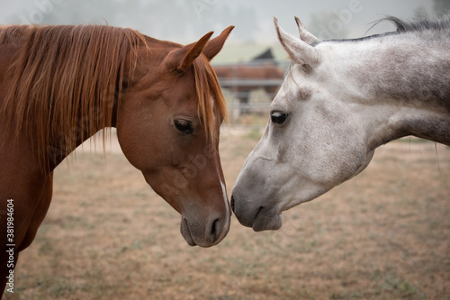 Fototapeta Naklejka Na Ścianę i Meble -  Two horses 