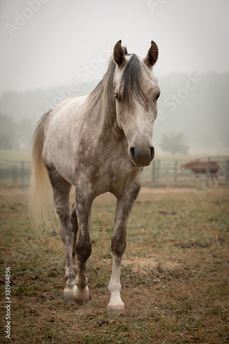 horse