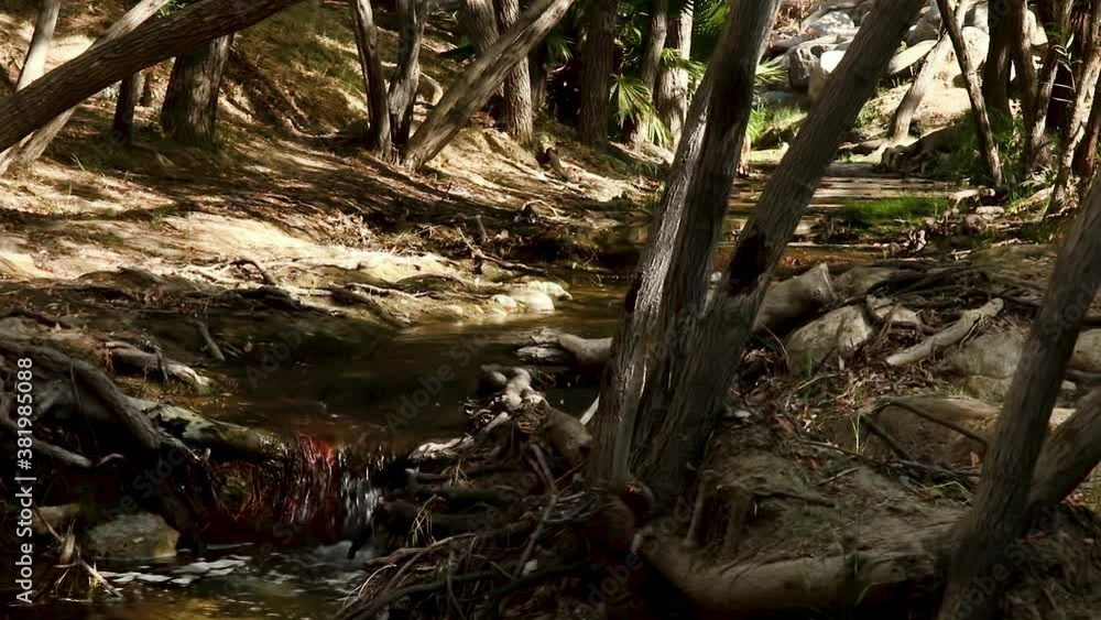 tree in the forest with stream