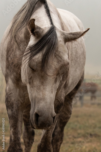 Arabian horse