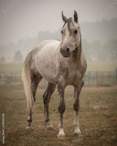Gray Arabian horse