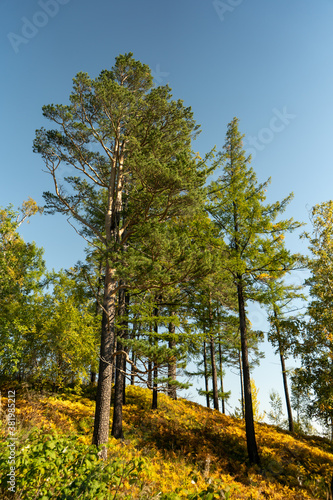 Natural landscape with a view of tall pines.