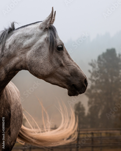 Arabian Horse head