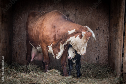 Cow and calf