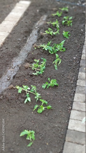 Green seedling of tomatoes growing out of soil in vegetable garden, green farm concept, selective focus
