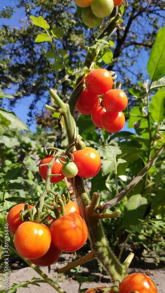 Fresh bunch of red natural tomatoes on branch in organic vegetable garden, selective focus, copy space