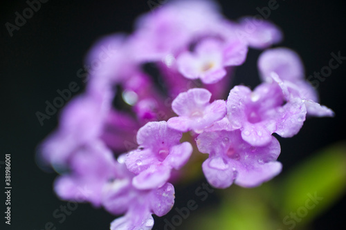 雨の日の紫の花 © Paylessimages