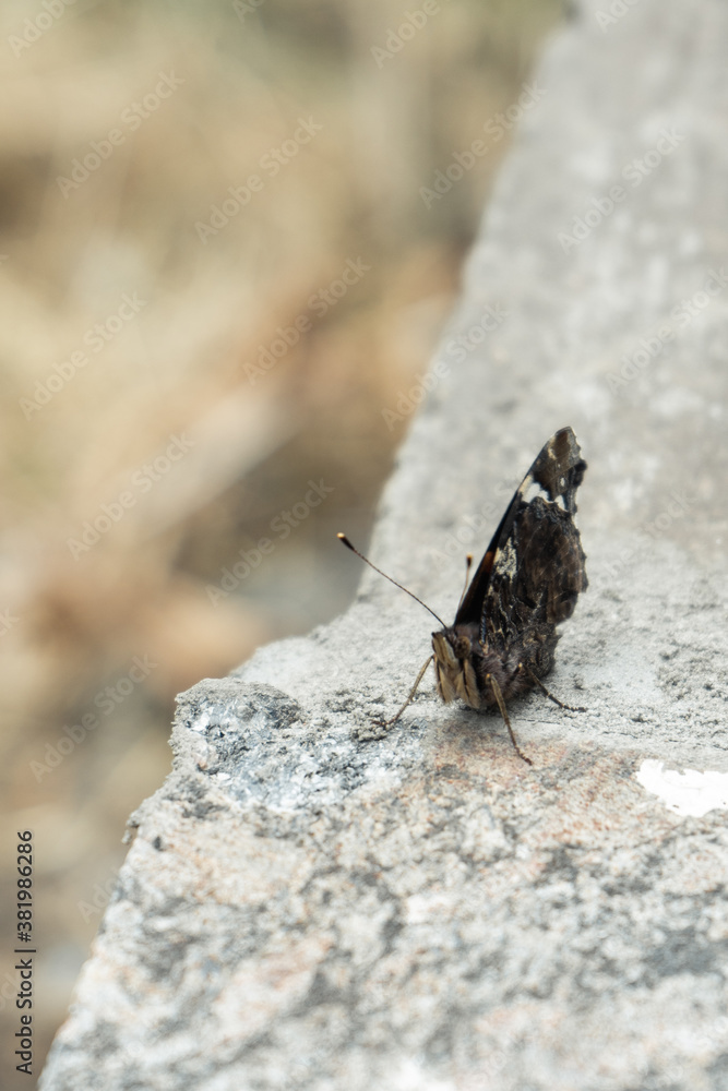 Obraz premium Butterfly on a concrete slab against a background of grass.