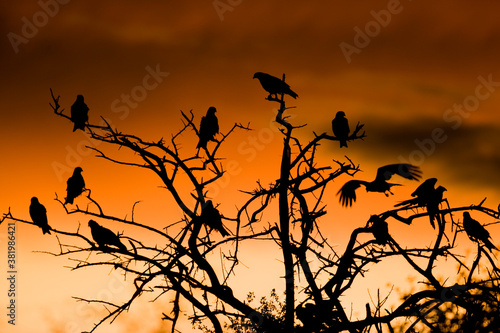 Black Kites  Nxai Pan National Park  Botswana