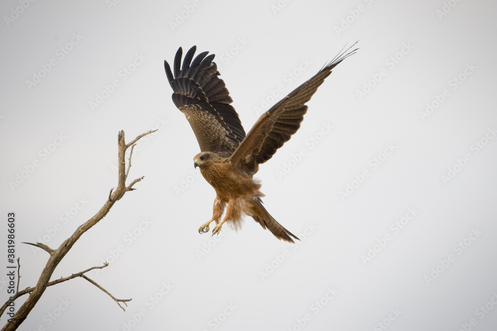 Black Kite, Kgalagadi Transfrontier Park, South Africa Black Kite, Kgalagadi Transfrontier Park, South Africa