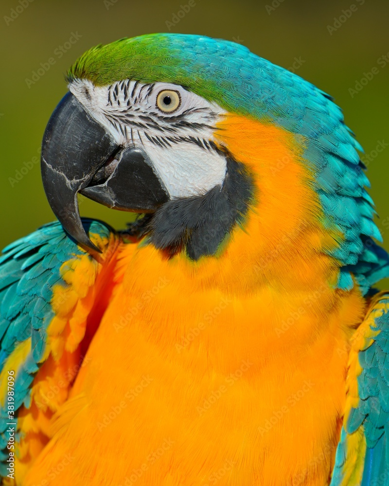 Naklejka premium A Blue-and-Gold MaCaw poses for an audience