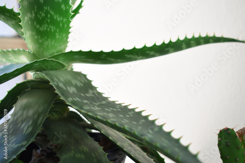 plants with thorns and cactus inside