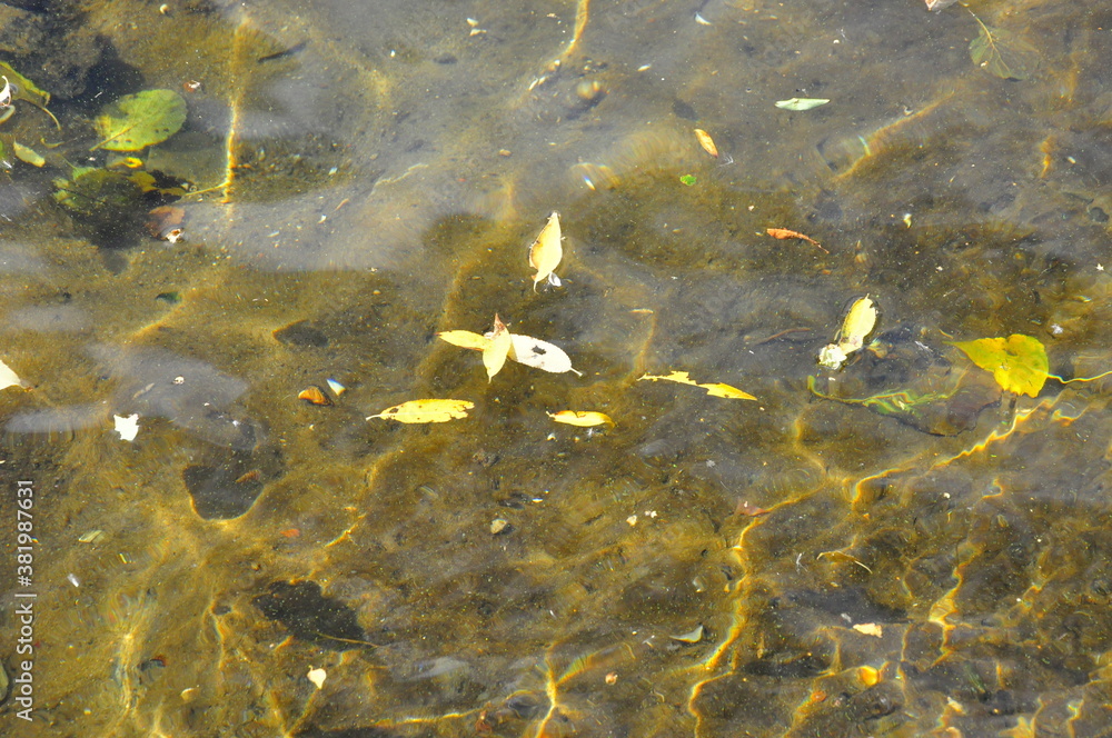 fish in the pond fish in the pond