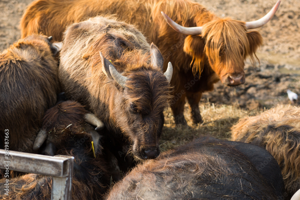 Obraz premium Red-haired Scottish bull on the farm. Herd of cattle, dairy animals in the village. Thick hair and long cow horns.