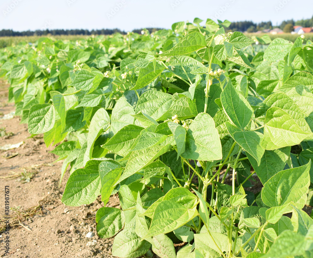 Organic bean plantation on the summer season.agricultural landscape..Young fresh bean plant with flowers in the garden.Garden Fresh Italian Green Beans Organic bean plantation on the summer season.agricultural landscape..Young fresh bean plant with flowers in the garden.Garden Fresh Italian Green Beans
