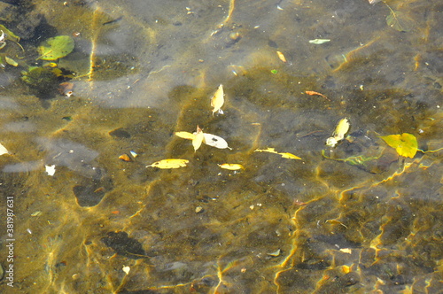 fish in the pond