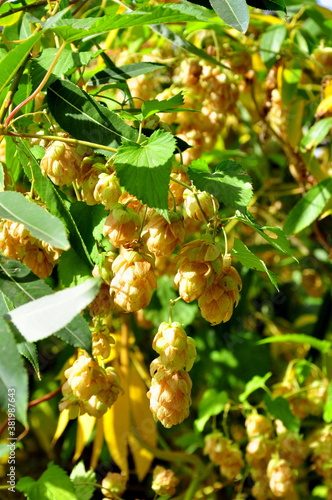berries of a tree