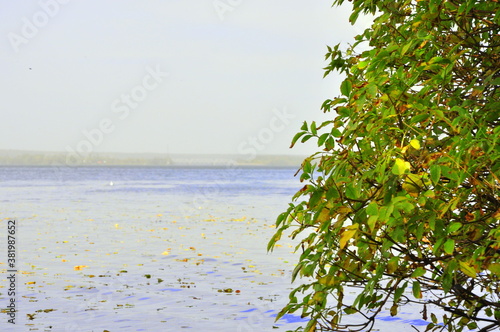 tree on the water