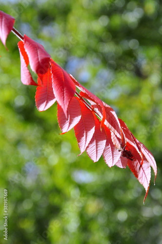 red hibiscus flower