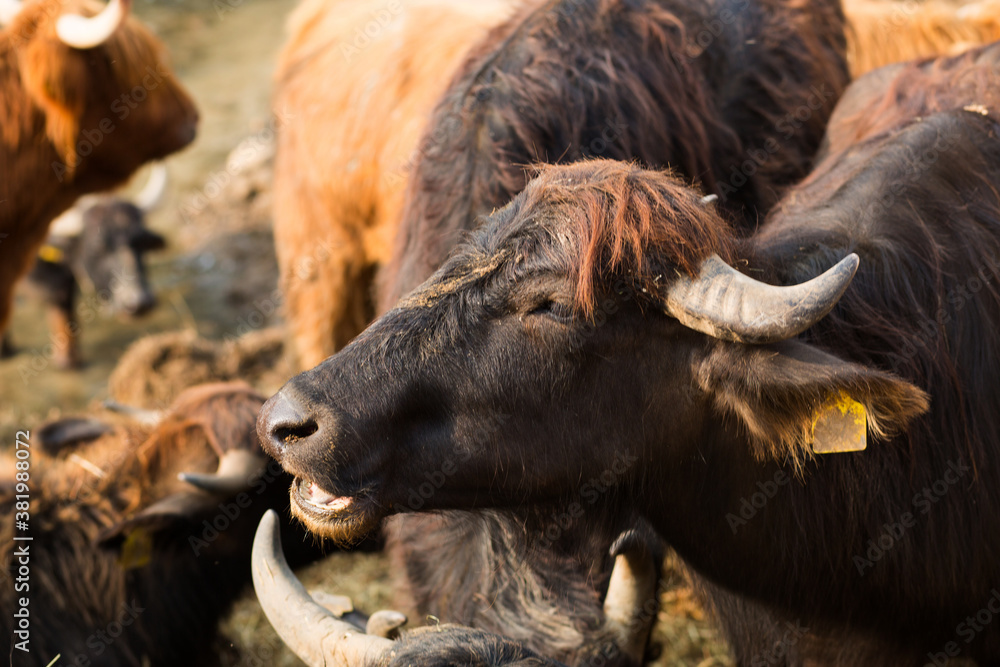 Fototapeta premium Black bull head with gray horns close-up. Cattle on the farm, dairy animals. Symbol of the new year 2021 on the Eastern calendar