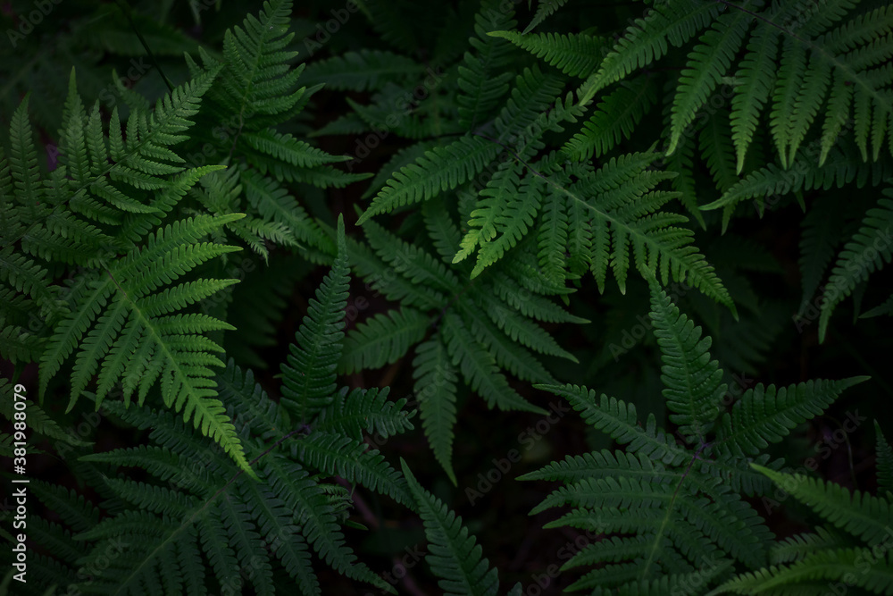 Natural abstract texture of forest fern leaves, nature background, tropical climate. Close-up of a rich green bush as a decoration space