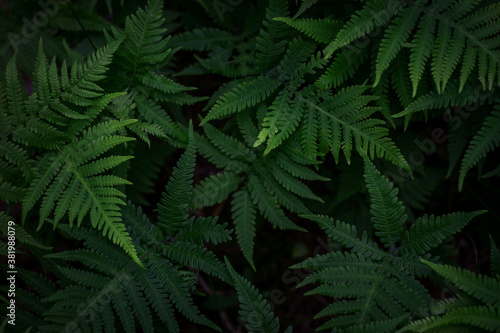 Natural abstract texture of forest fern leaves  nature background  tropical climate. Close-up of a rich green bush as a decoration space